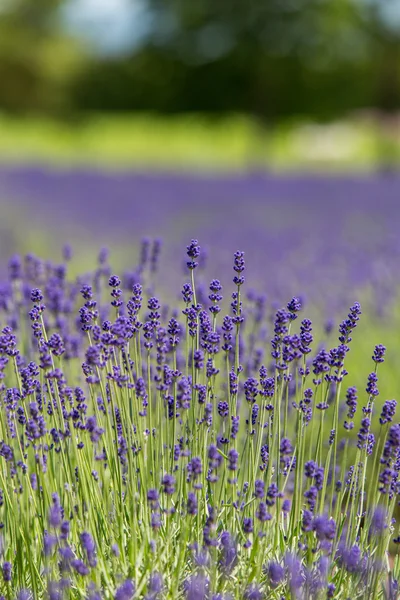 Lavendel — Stockfoto