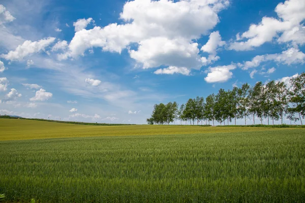 Agricoltura — Foto Stock