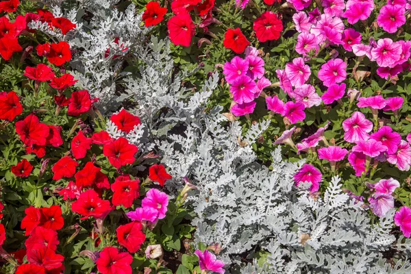 Flowers — Stock Photo, Image