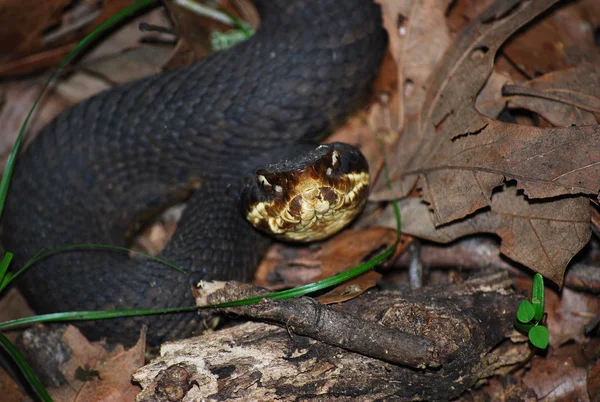 Baumwollmund: agkistrodon piscivorus — Stockfoto