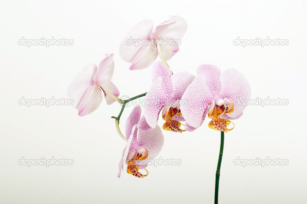 Beautiful orchid flower — Stock Photo © mikute 28590631