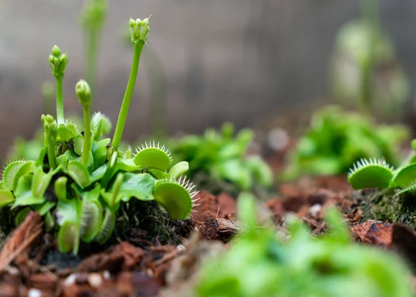 stock image The Venus flytrap or Dionaea muscipula is a carnivorous plant