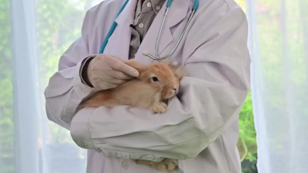 Veterinarian Treating Rabbit Animal Hospital — Stock Video