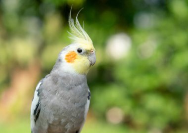 Bahçedeki Cockatiel papağanı. Evcil hayvanlar için kuş