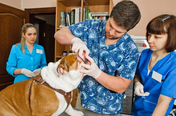 Veterinarians — Stock Photo, Image