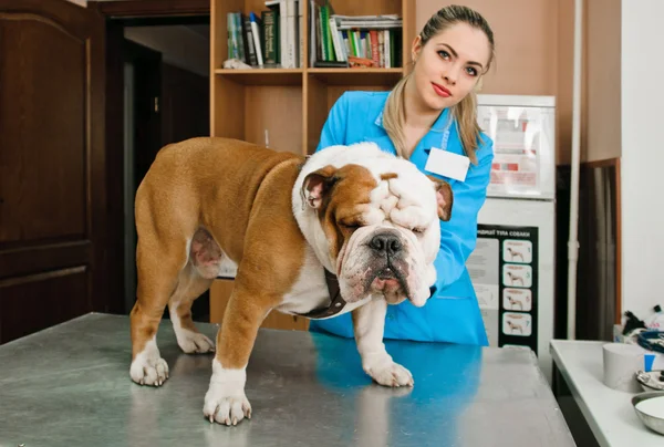 Veterinari — Foto Stock