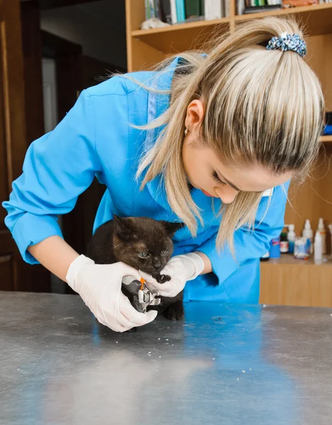 Nails cat — Stock Photo, Image