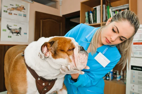 Dierenartsen — Stockfoto