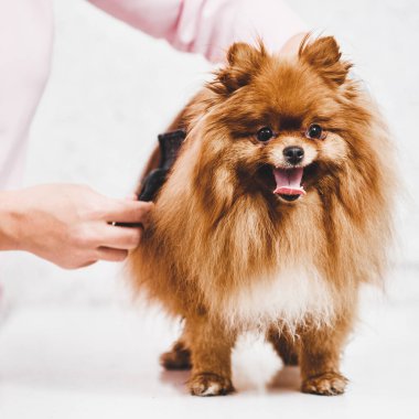 Veteriner pomeranian taraması