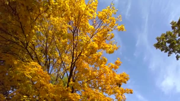 Mavi gökyüzü ve sonbahar akçaağacı — Stok video