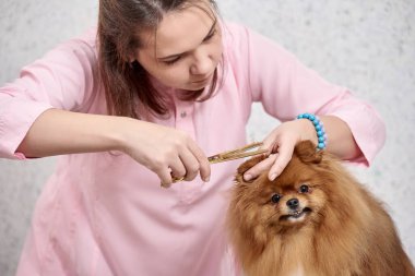 Tımardan sonra Pomeranian