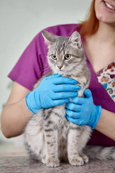 Veterinario con hetero escocés —  Fotos de Stock