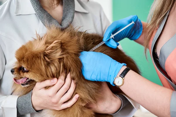 Veterinarios vacunando al pomerania —  Fotos de Stock