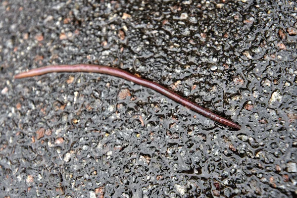 Раинный червь, лежащий на земле — стоковое фото