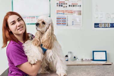 Veterinerde Cocker spaniel