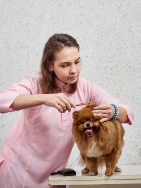 Köpek tırnağı kesmek.