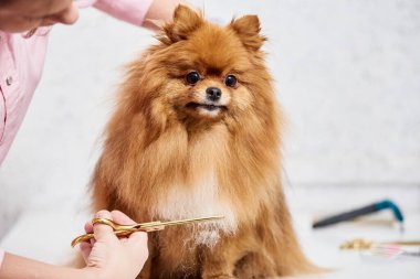 Pomeranya tükürüğüyle savaşmak