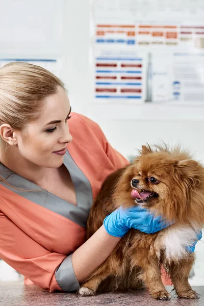 Spitz veterinario y pomeraniano — Foto de Stock