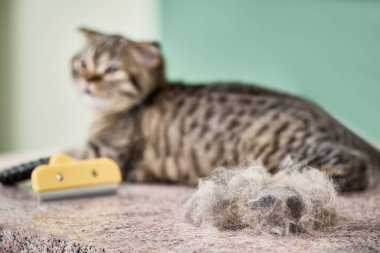 Taramadan sonra kedi
