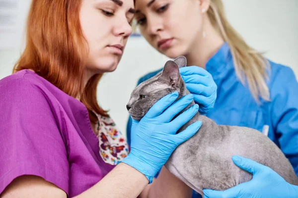 Les vétérinaires examinent le sphynx — Photo