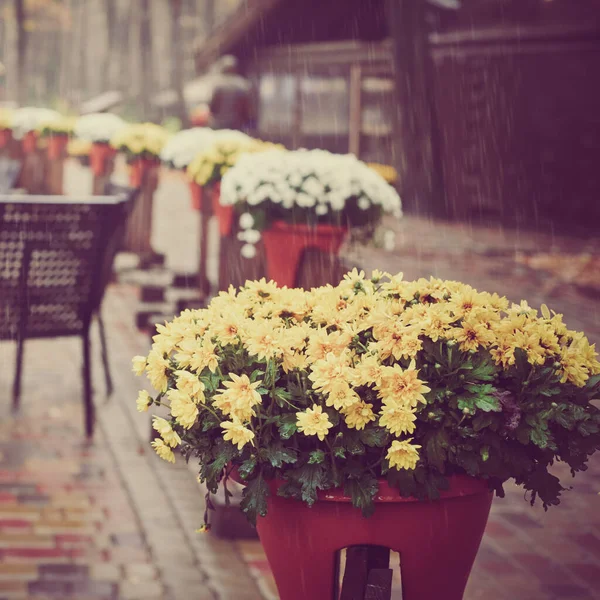 Blommor på caféet — Stockfoto