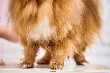 Pomeranya patilerinin yakınlaşması