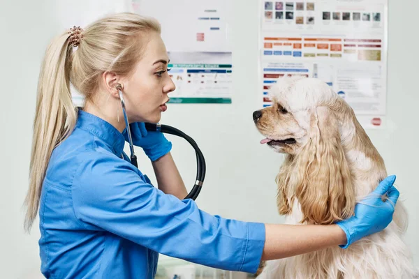 Examen de Cocker spaniel — Foto de Stock