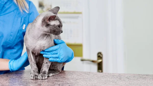 Médico veterinario con esfinge —  Fotos de Stock