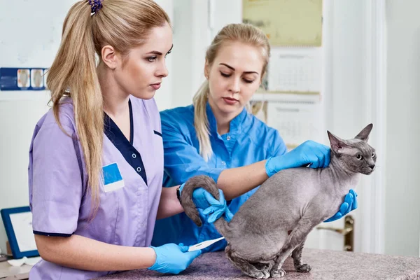 Misurazione della temperatura dei gatti — Foto Stock