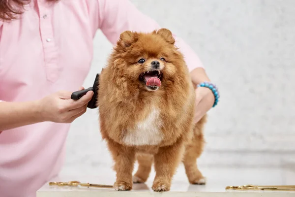 Pomerania después del aseo —  Fotos de Stock