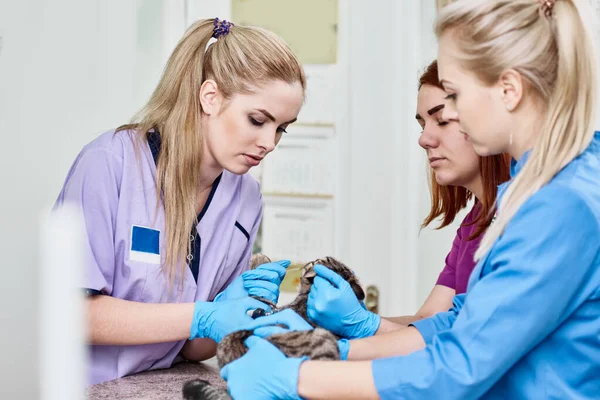 Veterinários examinando gato — Fotografia de Stock