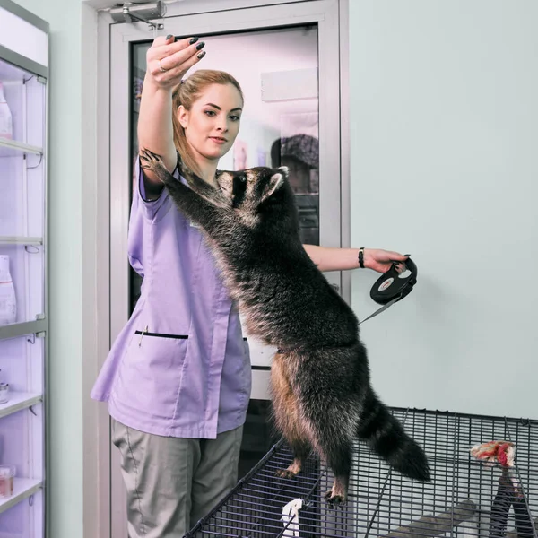 Alimentación veterinaria de mapache —  Fotos de Stock