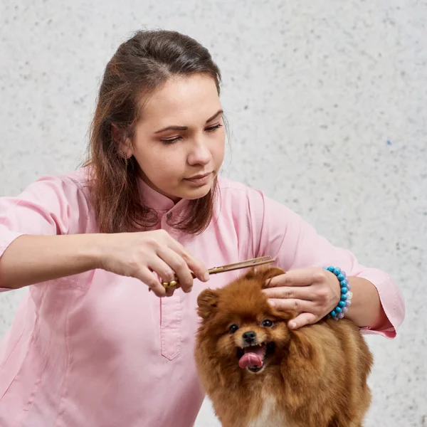 犬の爪を切る — ストック写真