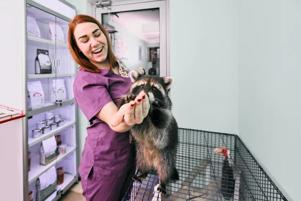 Veterinario de mantenimiento de mapache —  Fotos de Stock