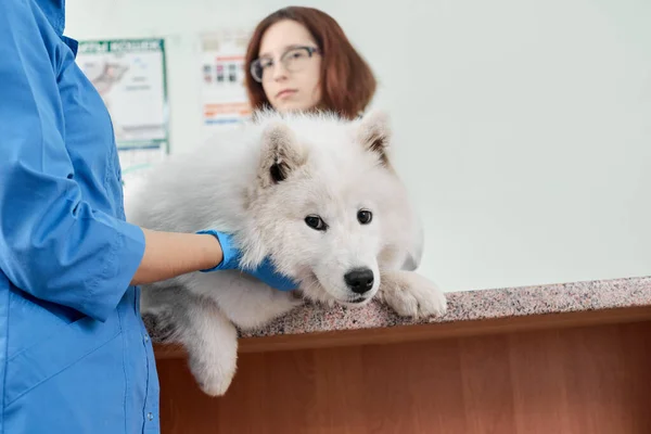 Zwei Tierärzte Untersuchen Samojew Tierklinik — Stockfoto