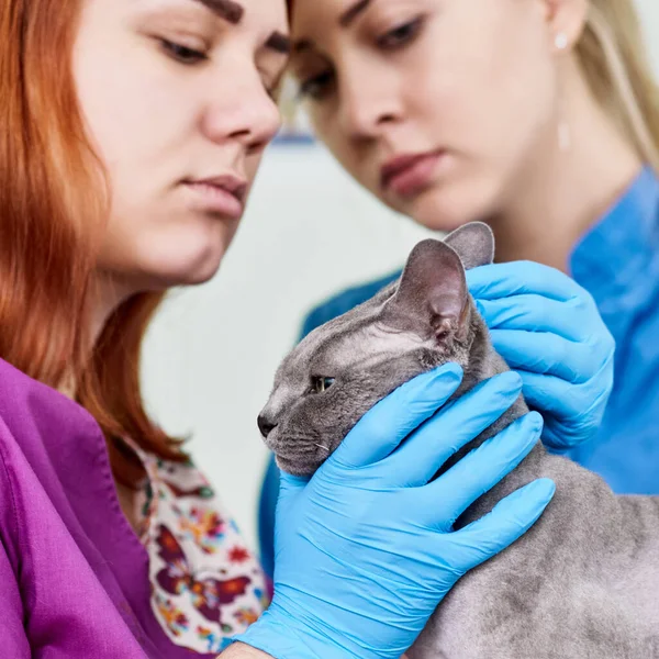 Veteriner Doktor Hemşire Klinikteki Sfenks Kedisini Inceliyor — Stok fotoğraf