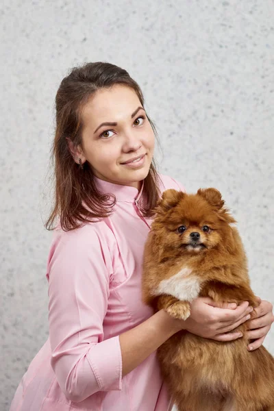 若いですプロの獣医保持Pomeranian後身づくろい — ストック写真