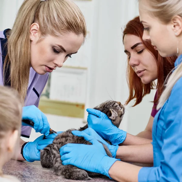 Group Veterinarians Examining Injured Cat Vet Clinic — Stock Photo, Image