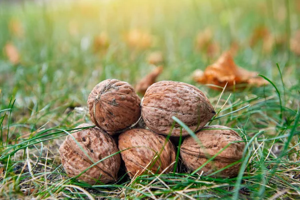 Fresh walnuts from tree lying on autumn grass