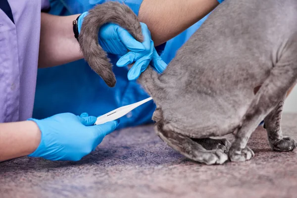 Primer Plano Los Veterinarios Que Miden Temperatura Corporal Esfinge Canadiense —  Fotos de Stock