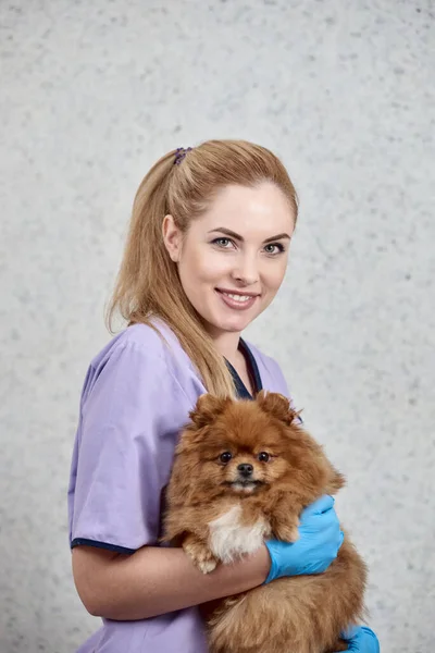 Vonzó Boldog Állatorvos Pózol Aranyos Pomerániai Állatorvosi Klinikán — Stock Fotó