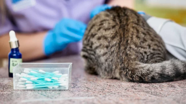 Closeup Vet Doctors Doing Check Scottish Fold Cat — Stockfoto