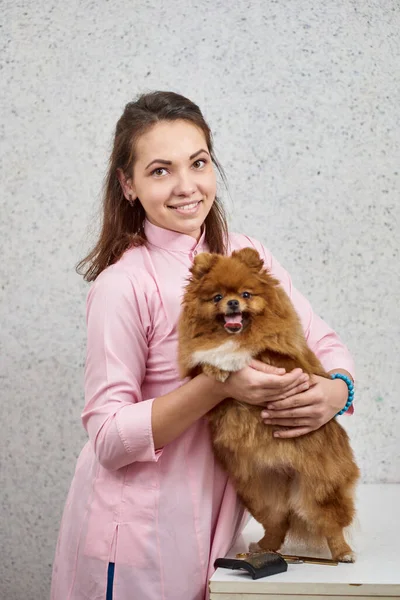 Jonge Professionele Dierenarts Bedrijf Pomeranian Verzorging — Stockfoto