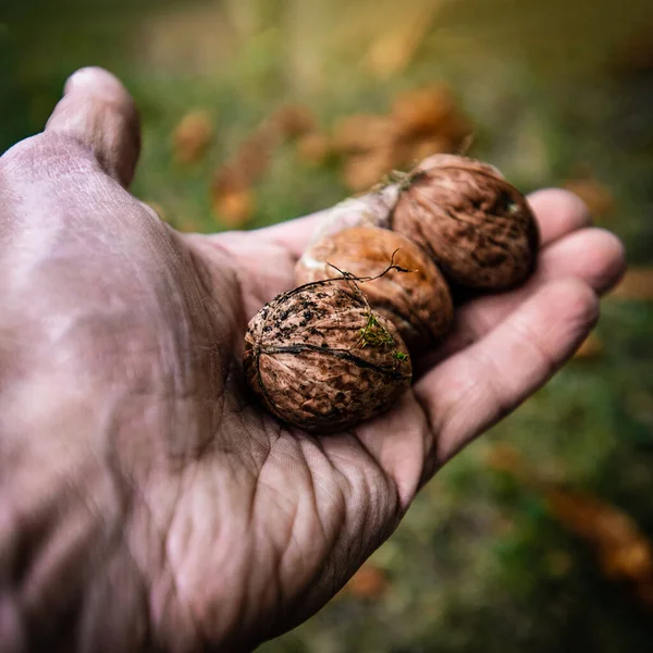 Großaufnahme Einer Männlichen Hand Die Drei Leckere Walnüsse Hält Mit — Stockfoto