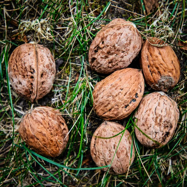 Höstens Skörd Valnötter Samlades Grönt Gräs Trädgården Med Kvadratiska Proportioner — Stockfoto