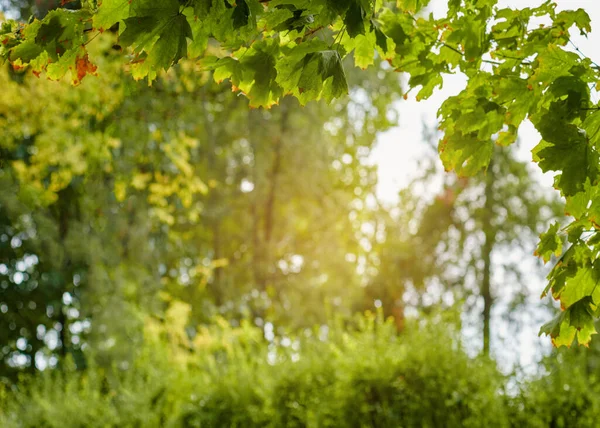 Крупним Планом Зелена Трава Листя Під Ранковим Сонцем — стокове фото