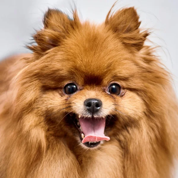 Lächelnder Pommerscher Spitzhund Nach Haarschnitt Pflegesalon — Stockfoto