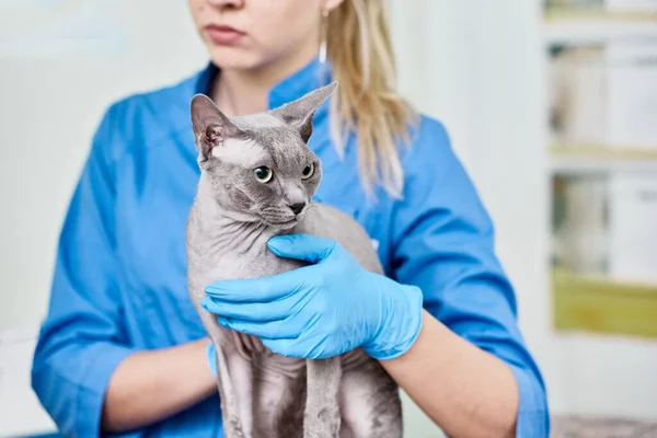 Tierärztin Mit Kanadischem Sphinx Bei Tierärztlicher Untersuchung — Stockfoto