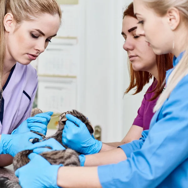 Groupe Vétérinaires Examinant Chat Blessé Dans Une Clinique Vétérinaire — Photo