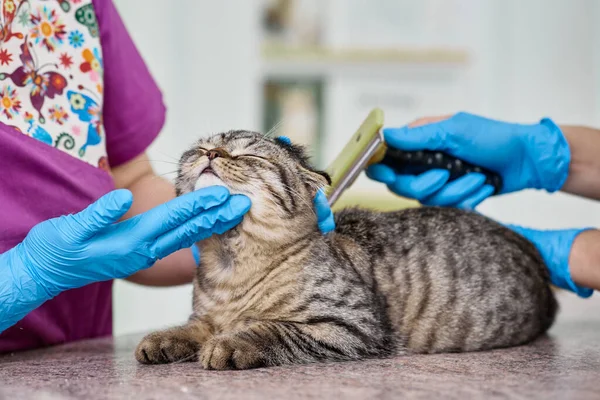 Closeup Vet Doctors Brushing Scottish Fold Cat — Stok fotoğraf